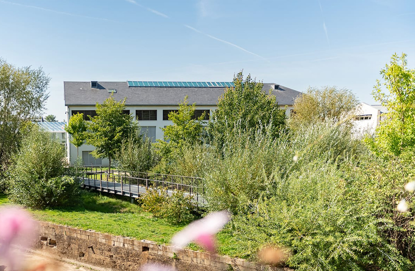 Jardin du marais mouillé après
