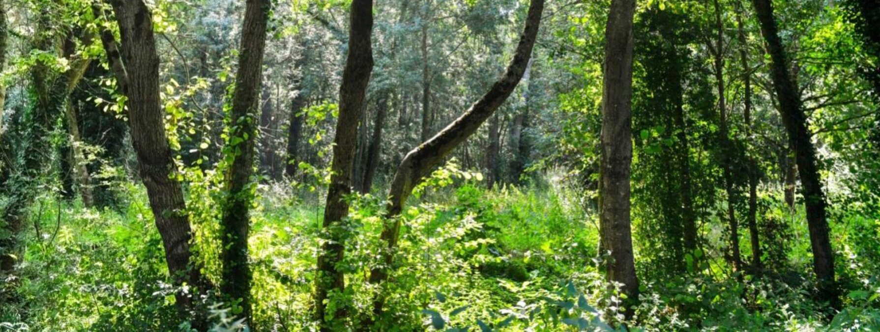 Sous-bois dense et lumineux, hauts arbres aux troncs élancés et végétation luxuriante formant un écosystème naturel foisonnant