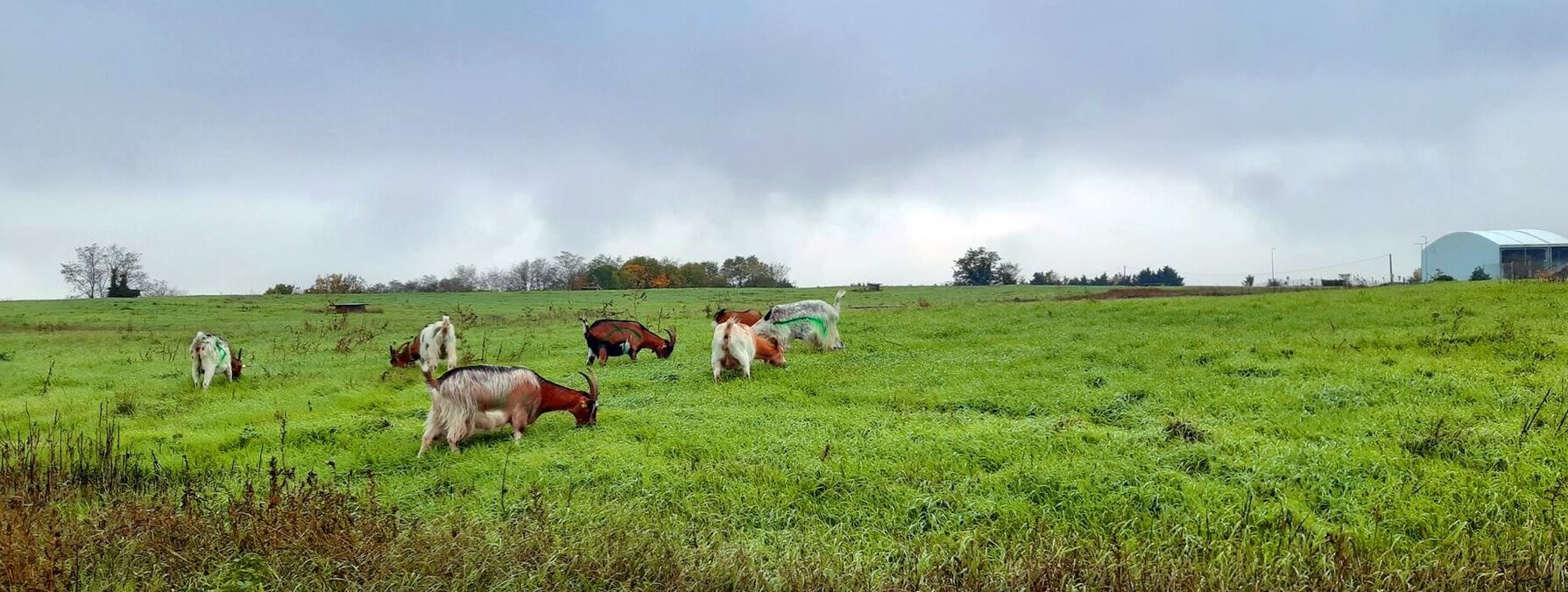 Chèvres dans un champ