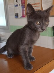 Photo d'un(e) EUROPEEN CHATON