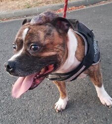 Photo de POPEYE, X STAFFORDSHIRE TERR