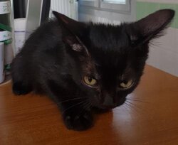 Photo d'un(e) EUROPEEN CHATON