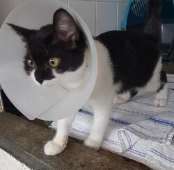 Photo d'un(e) EUROPEEN CHATON
