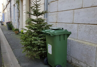 La collecte des sapins de Noël