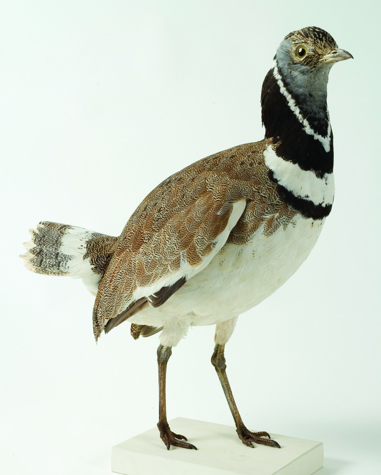 Outarde canepetière mâle naturalisée sur socle blanc, collier noir et blanc contrasté et plumage dorsal brun moucheté