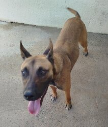 Photo d'un(e) XMALINOIS