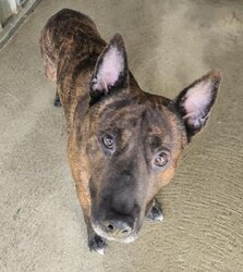 Photo de LOULOU, MALINOIS