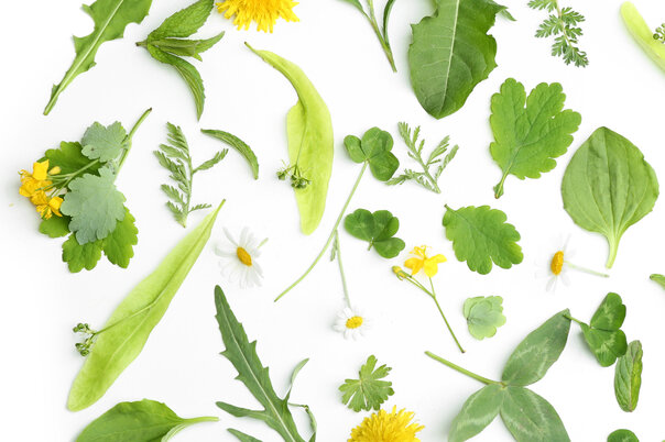 Illustration de la manifestation Atelier nature. Mauvaises herbes