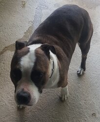 Photo de TARA, STAFFORDSHIRE TERRIE