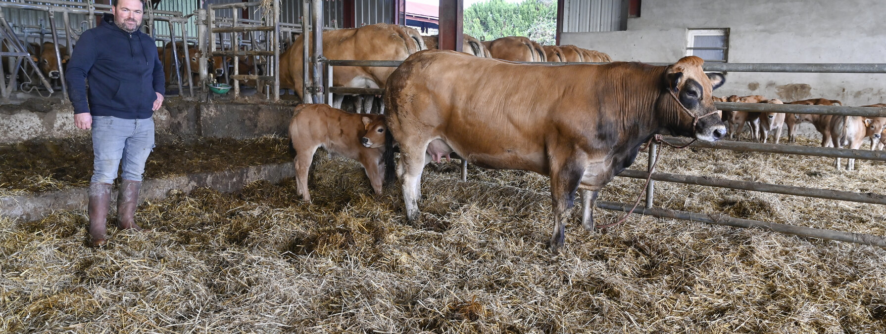 Mathieu Breillat éleveur de parthenaise à Coulon présente sa vache et son veau pour la présélection du Salon de l'Agriculture. EARL Breillat - vaches parthenaises