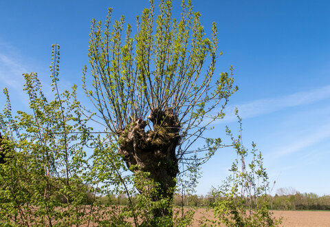 Tronc noueux couronné de jeunes pousses vertes s'élançant vers le ciel dans une plaine agricole ensoleillée