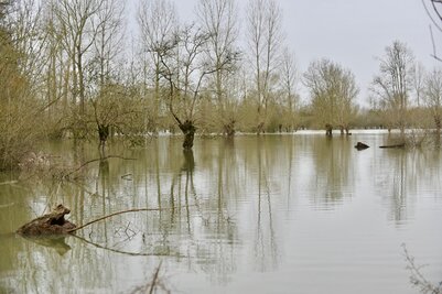 Arbres aux pieds submergés par les eaux de crue dans une plaine inondée, eau boueuse s'étendant au loin