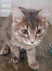 Photo d'un(e) EUROPEEN CHATON