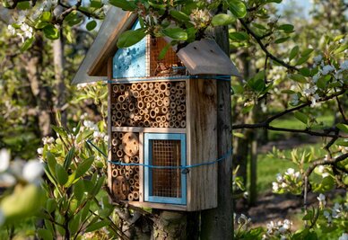 Hôtel à insectes en bois fixé sur un tronc d'arbre, entouré de branches fleuries au printemps