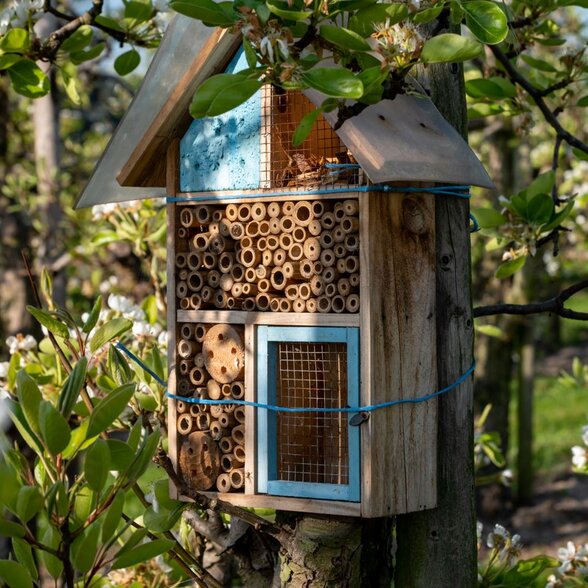 Hôtel à insectes en bois fixé sur un tronc d'arbre, entouré de branches fleuries au printemps - Agrandir l'image, fenêtre modale
