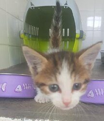 Photo de BALLON, EUROPEEN CHATON